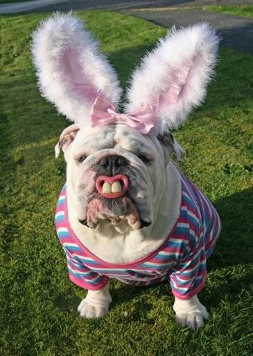 Easter-bulldog.jpg