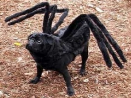 barking_spider.jpg