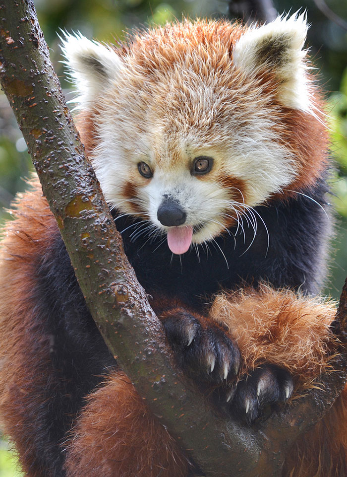 cute-animal-tongues-mlem-158-589051c2d7713__700.jpg