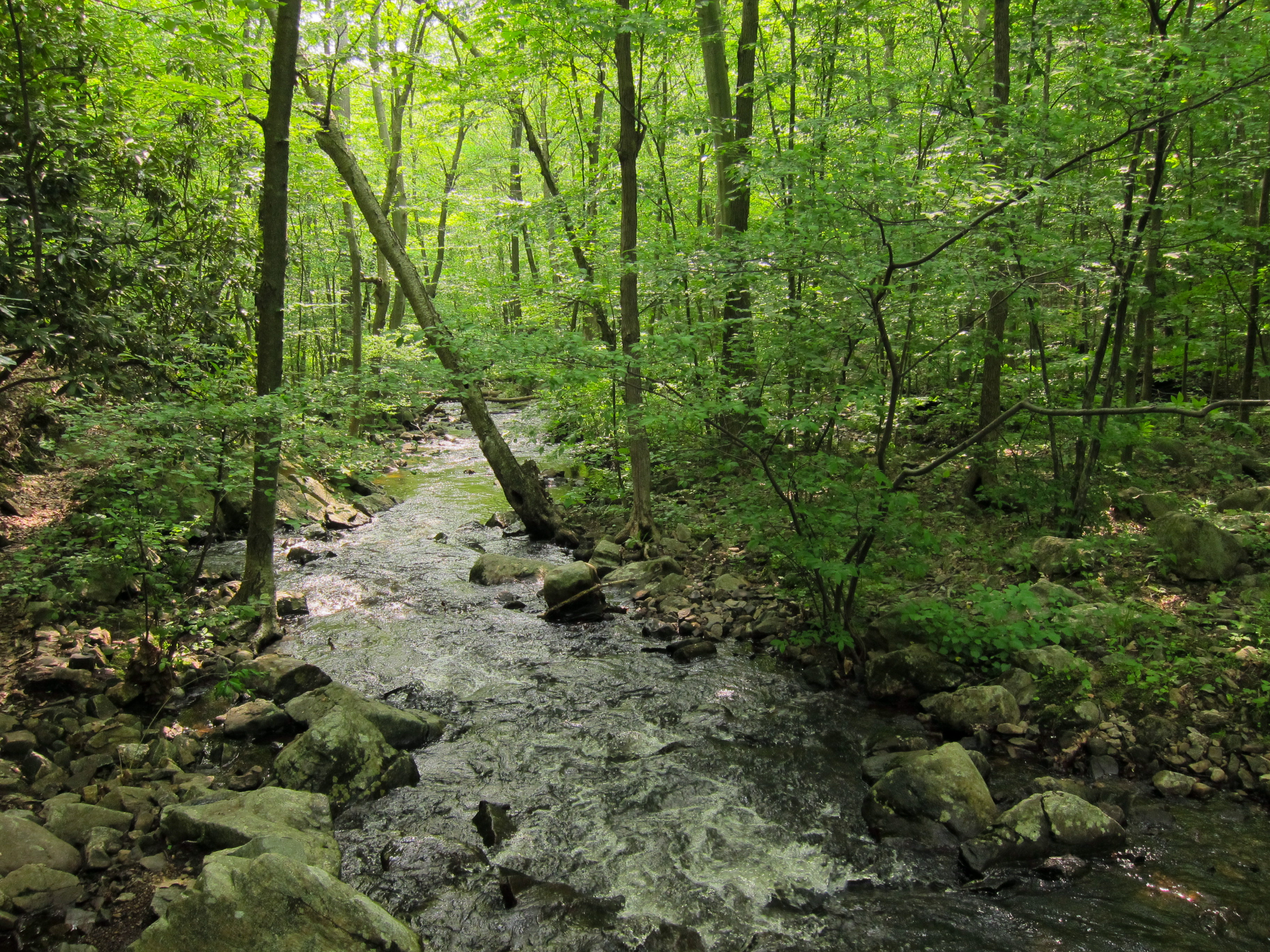 Posts_Brook_from_Norvin_Green_State_Forest_Lower_Trail.jpg