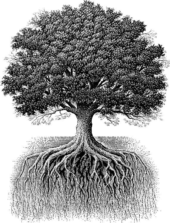 oaktree.jpg~original