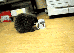 funny-gif-porcupine-drinking-coffee-mug.gif
