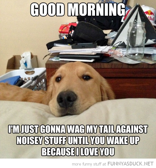 funny-dog-good-morning-wag-tail-noisy-stuff-get-up-pics.jpg