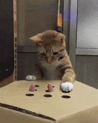 200w_d.gif