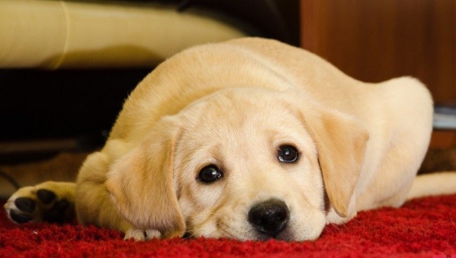 labrador-pics-rest-cute.jpg