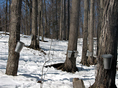maple-sap.jpg