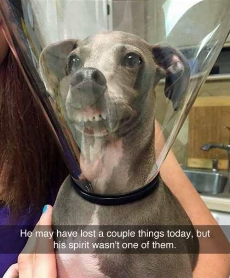 783960fcef62ccd694755a7ee26fcff8--funny-dogs-too-funny.jpg