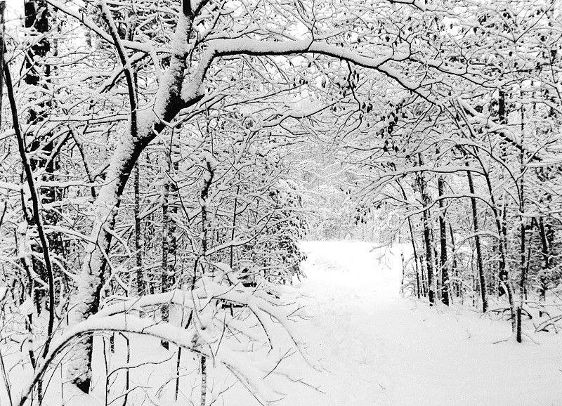 snowy_tree_covered_path_by_finalrice.jpg