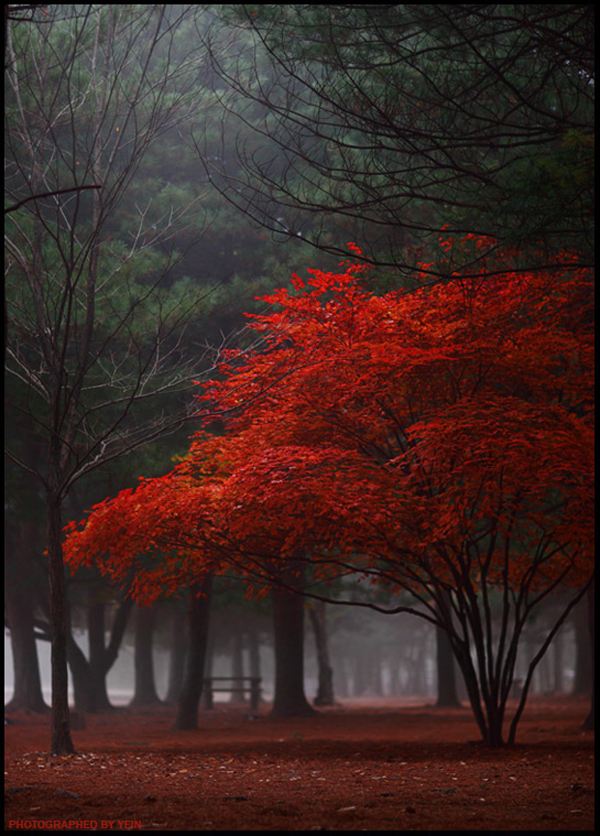 treephoto9.jpg