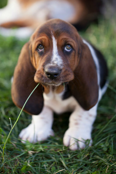 basset_hound_dog_pictures_.jpg