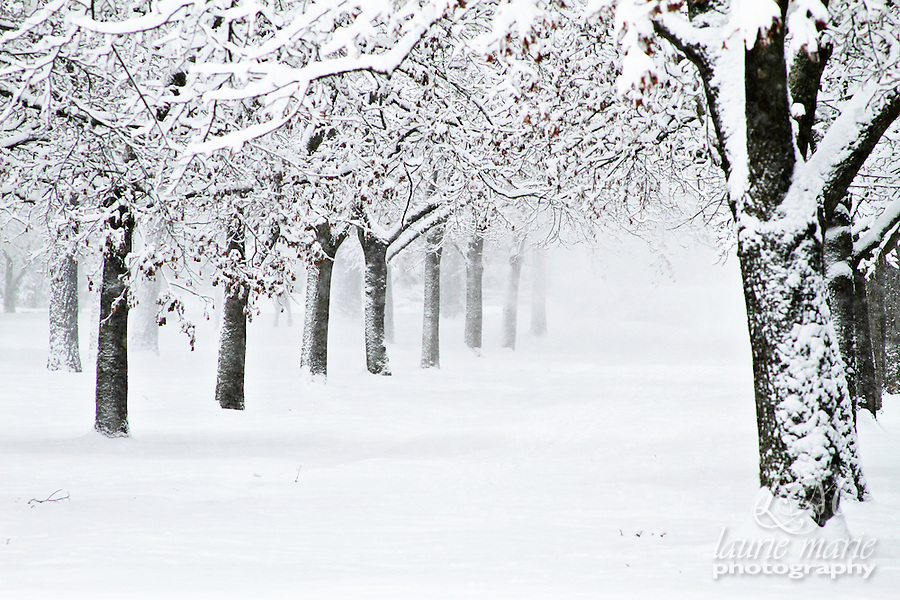 Snowy-Trees-2010-12-29.jpg