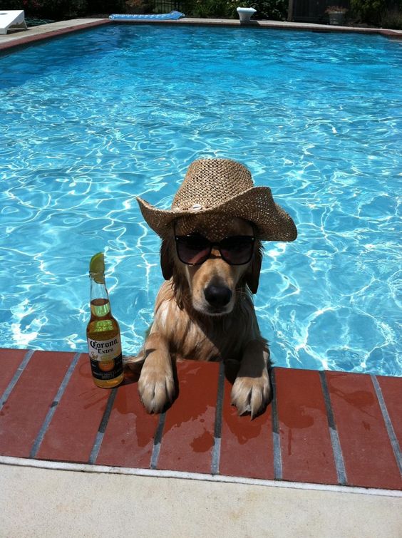 5.28.17-dogs-ready-for-summer2.jpg