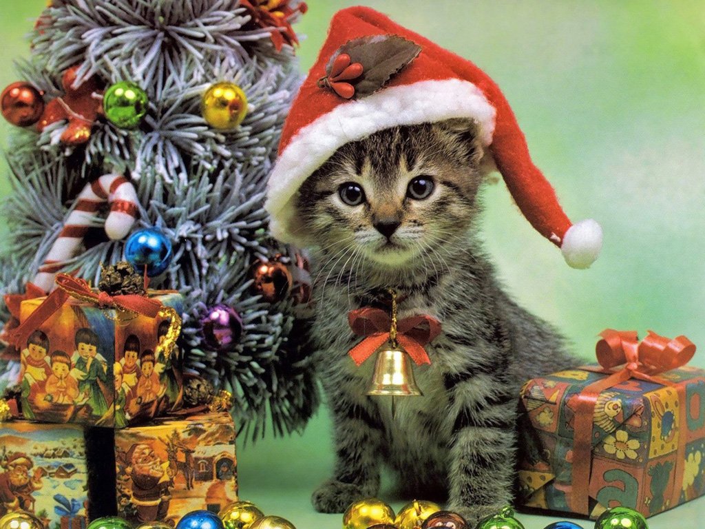 HD-Christmas-Wallpaper-Cat1.jpg