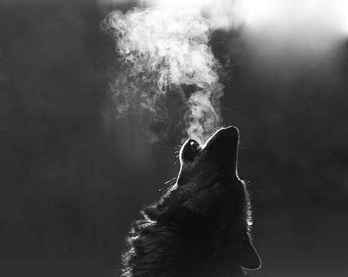howling_wolf.png