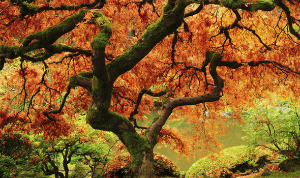 tree-603632.jpg