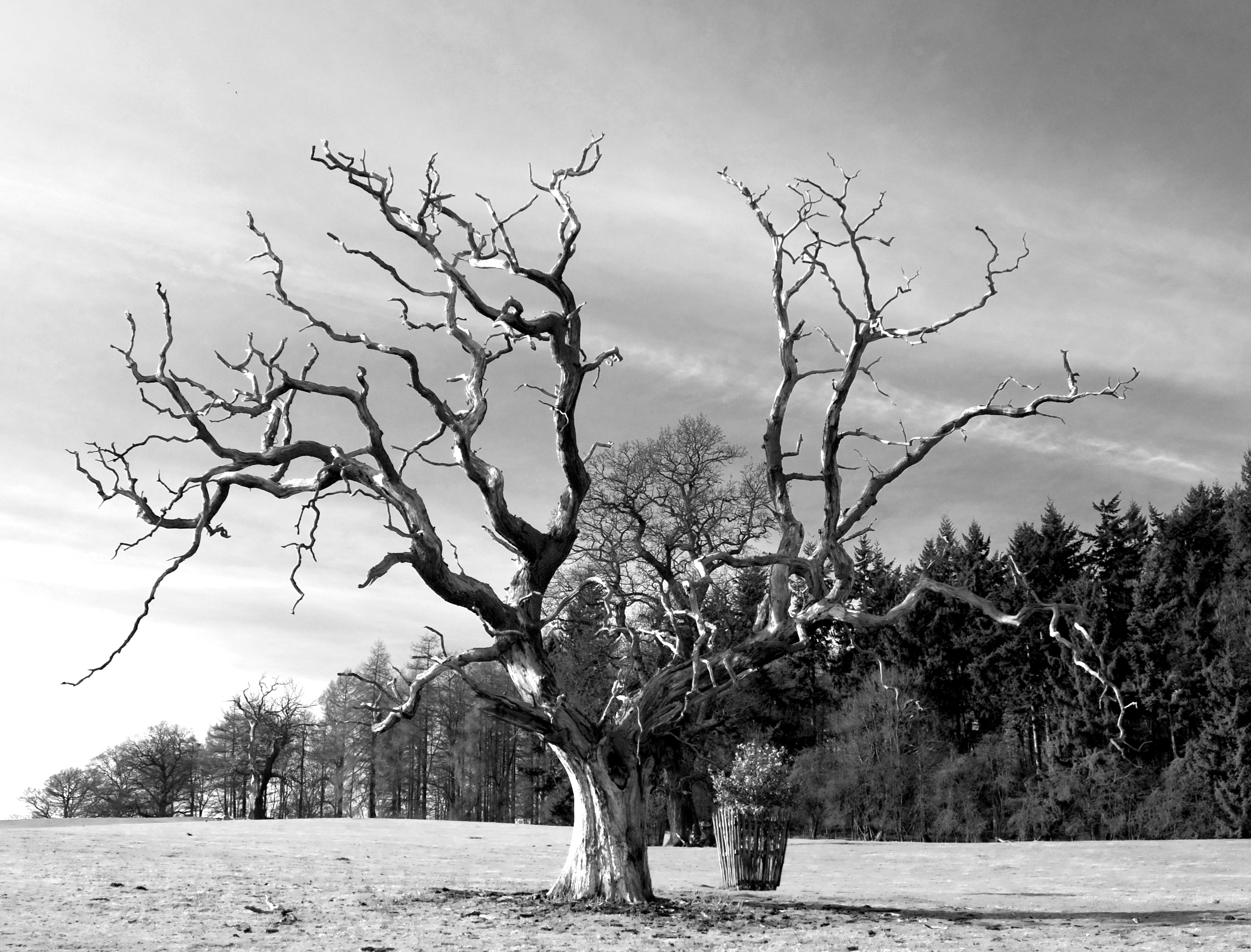 chirk-castle-tree.jpg