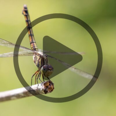 How to Attract Dragonflies to Your Property