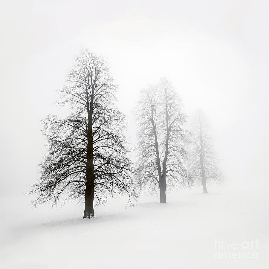 9-winter-trees-in-fog-elena-elisseeva.jpg