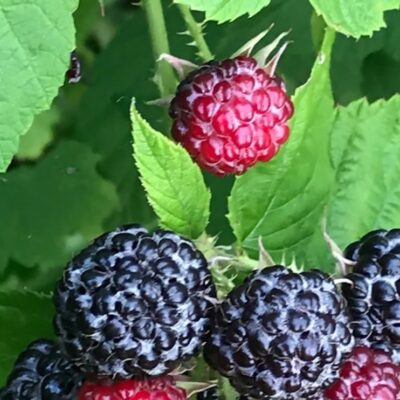 Black Raspberries (Rubus): 2020 Herb of the Year