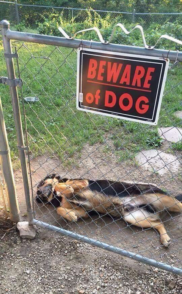 beware-of-the-dog-10-57ee55f664267__605.jpg