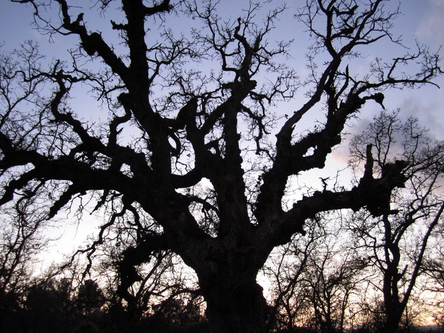 cool-oak-tree.jpg