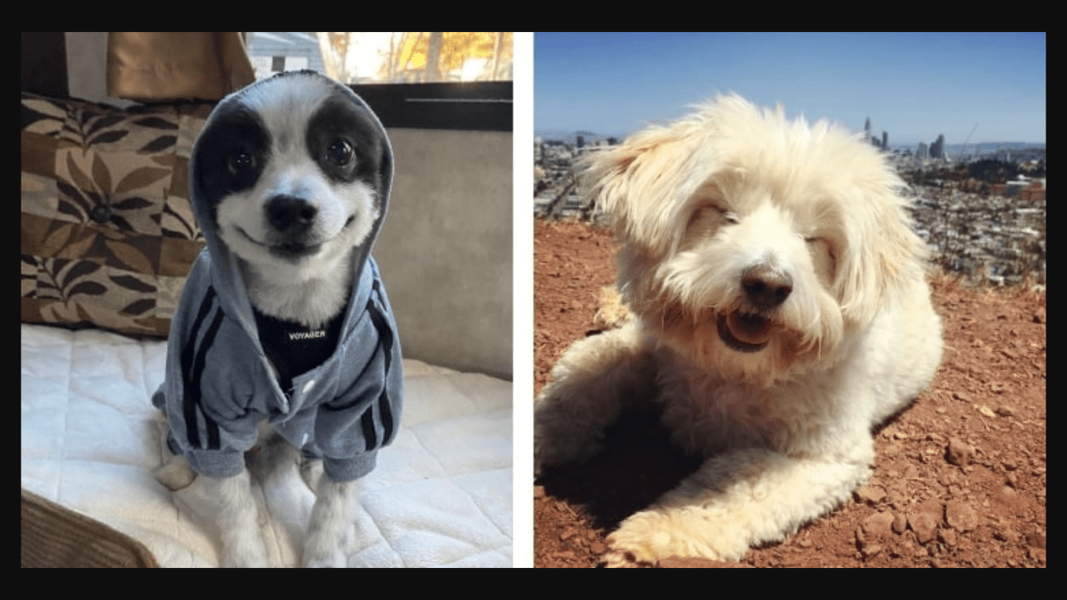 healthyhappynews.com