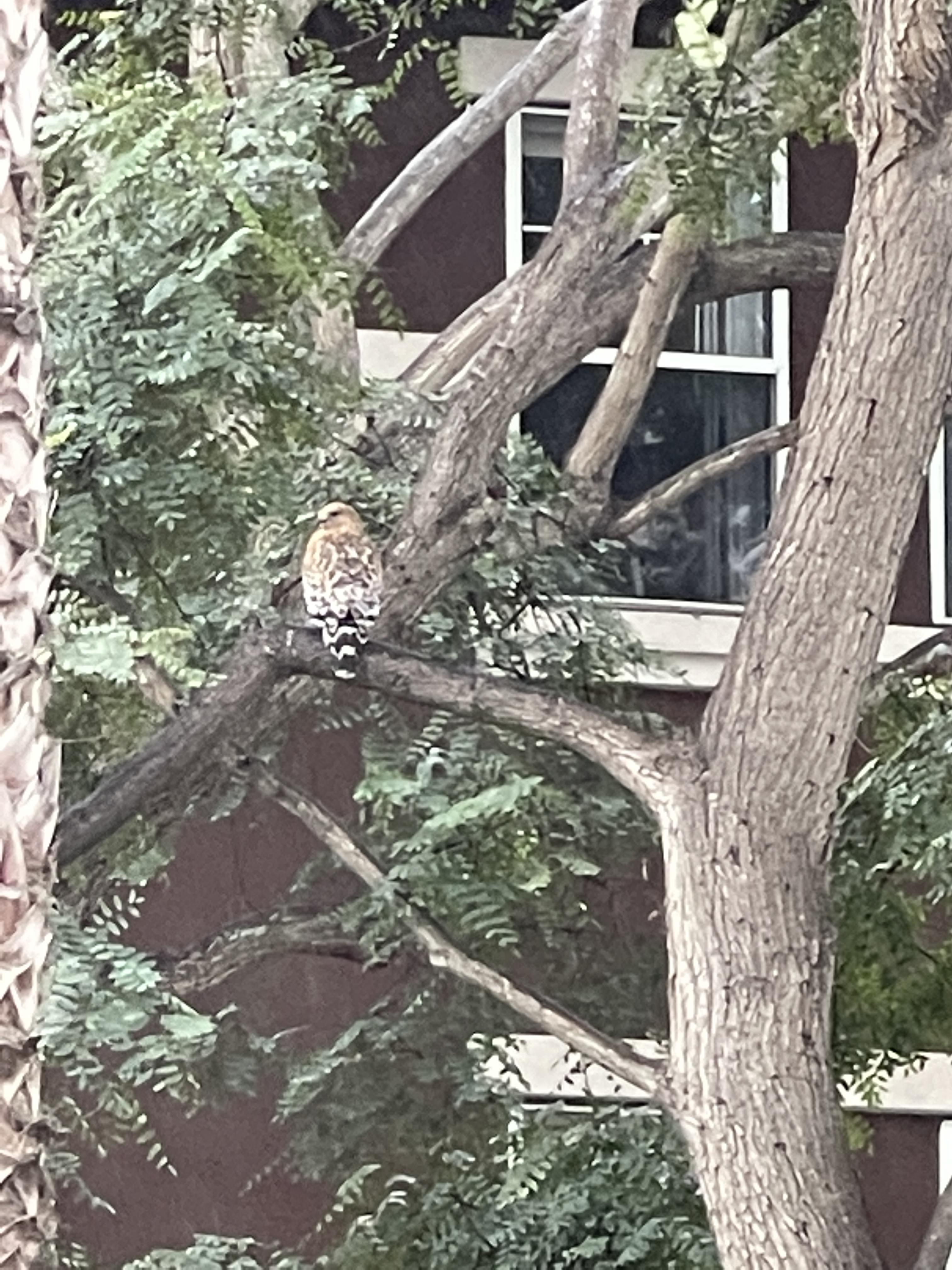 0d52e3b58a7019c78c21223dfe19beb5.dng