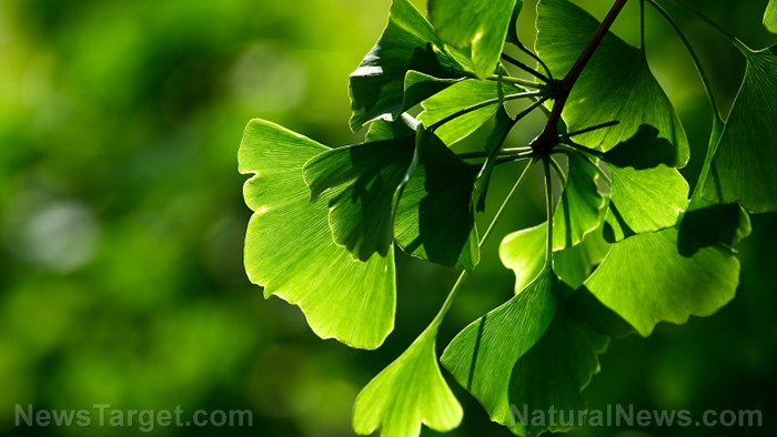 Ginkgo biloba leaf can help dissolve micro clots, potentially undoing some damage caused by COVID-19 vaccines, reveals new published science  