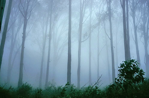 rain_under_trees.jpg