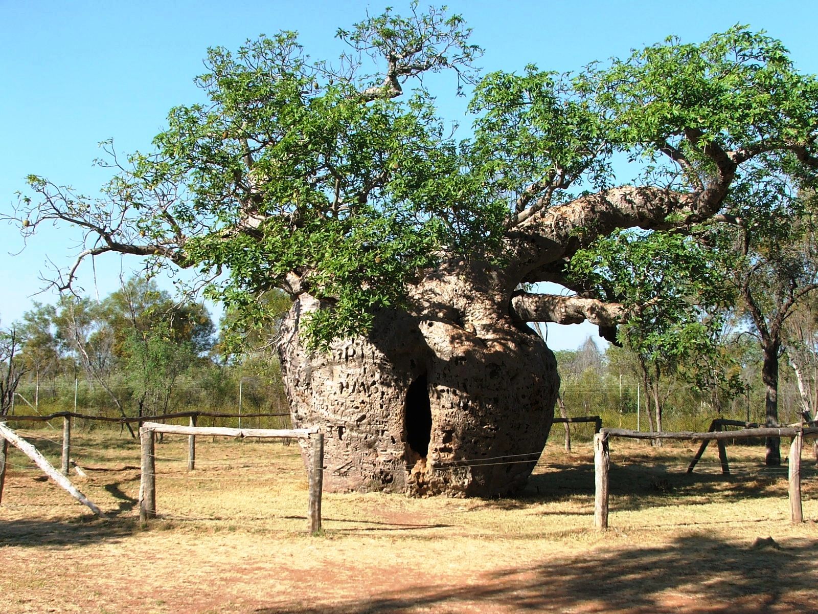 Boab-Prison-Tree.jpg