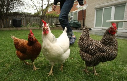 Backyard_hens.jpg