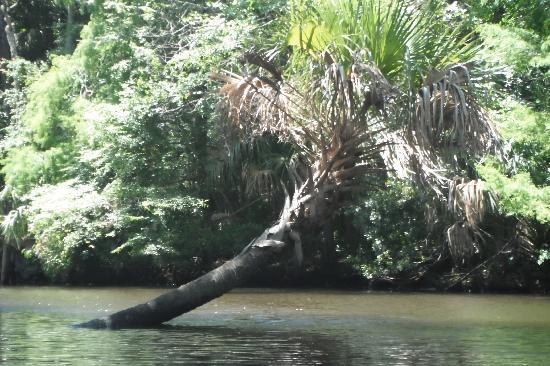 cool-palm-tree-growing.jpg