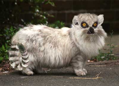 lemurat.jpg