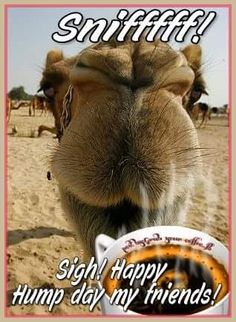 f38280f84304a2ff982a3a01a81b298d--hump-day-quotes-camels.jpg