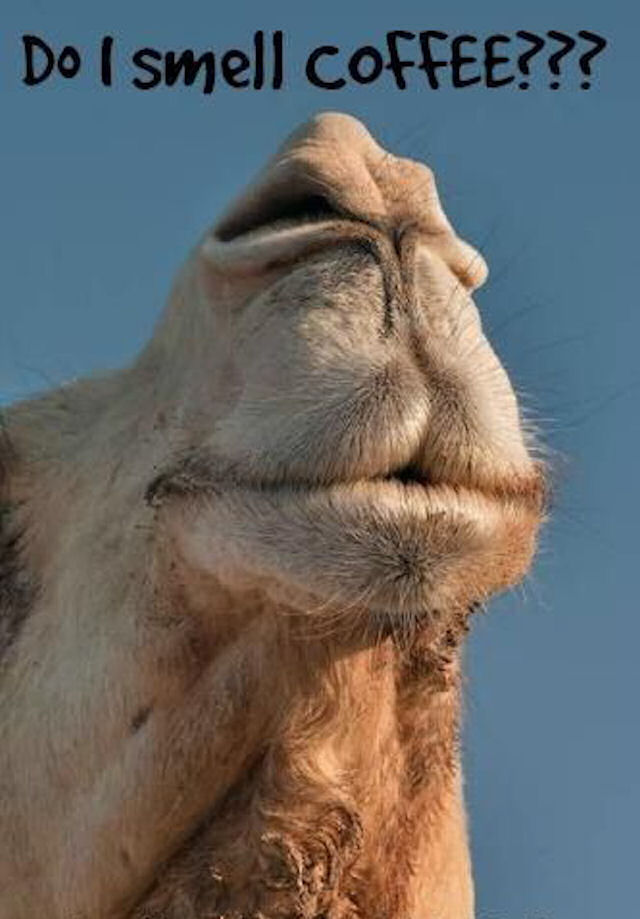 196933-Do-I-Smell-Coffee.jpg