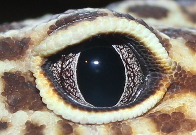 eye007-leopardgecko.JPG