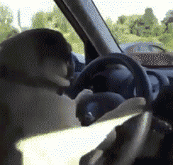 Dog-Driving-Car.gif
