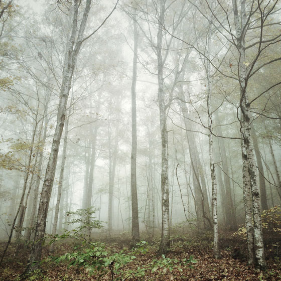 Mist-Fog-iPhone-Photos-18.jpg