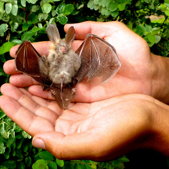 growyourownvegetables.org