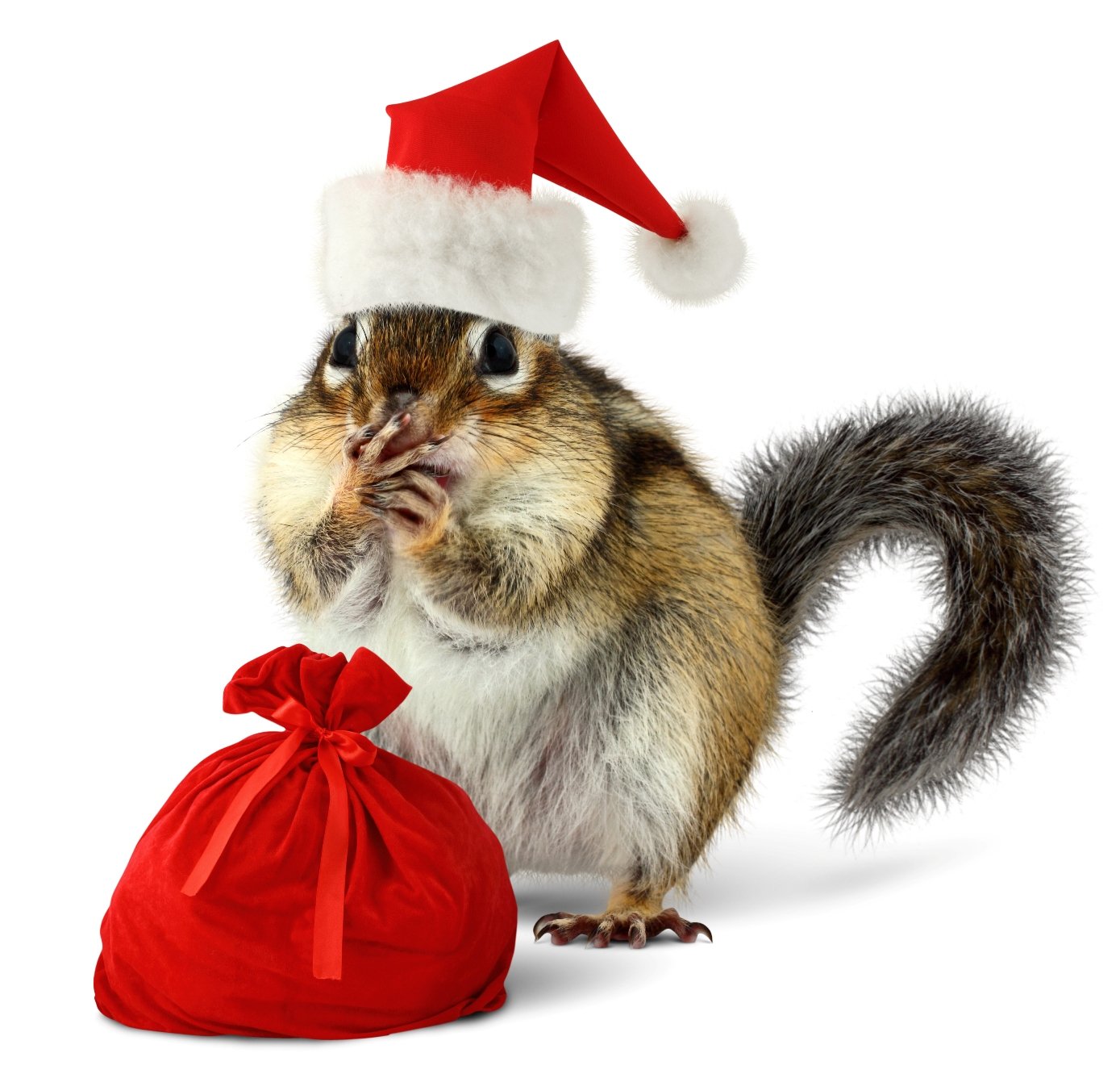 chipmunk-in-red-santa-claus-hat-with-santas-bag.jpg