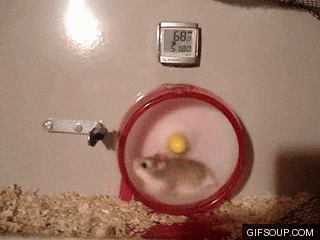 Hamster-FAIL.gif