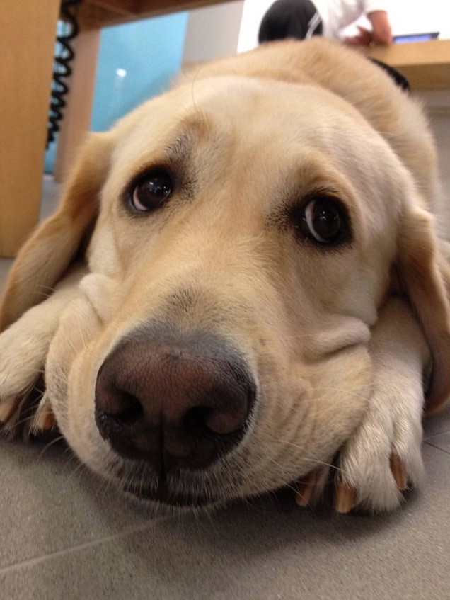 sad-labrador-face.jpg