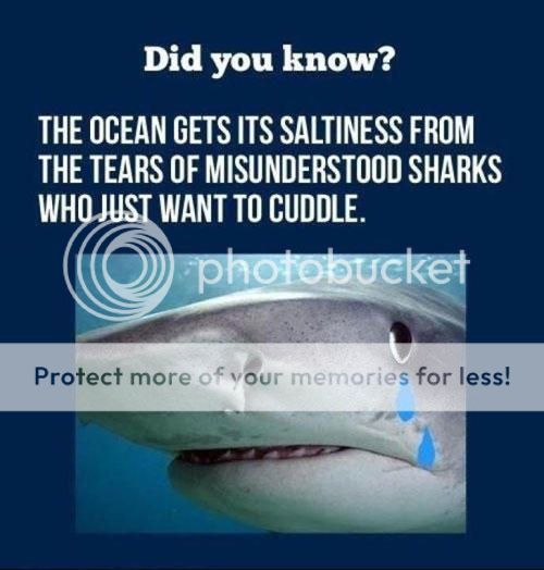 funny-shark-tears-cuddle_zpsqvsmi8nk.jpg