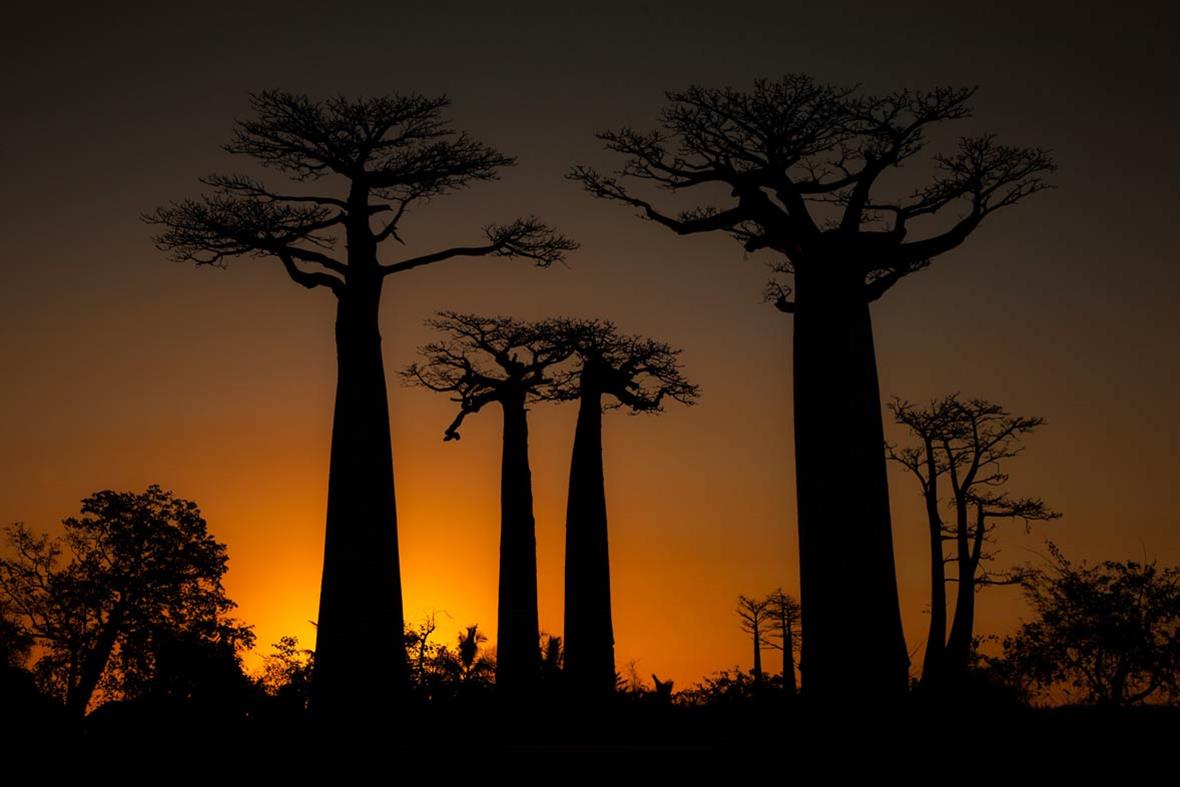 baobab_tree_2014_09_02_GalleryLarge.jpg