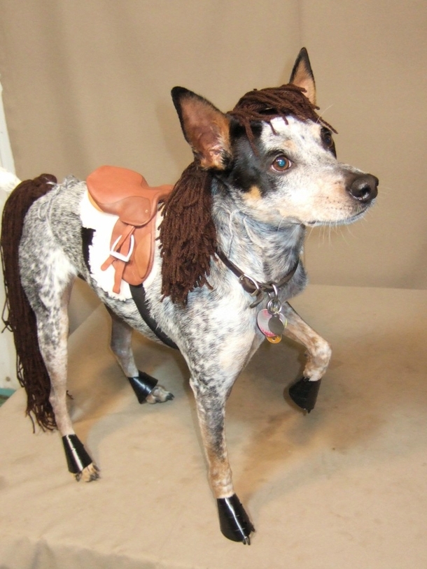 happy-halloween-this-is-my-horse-bartleby-58274.jpg