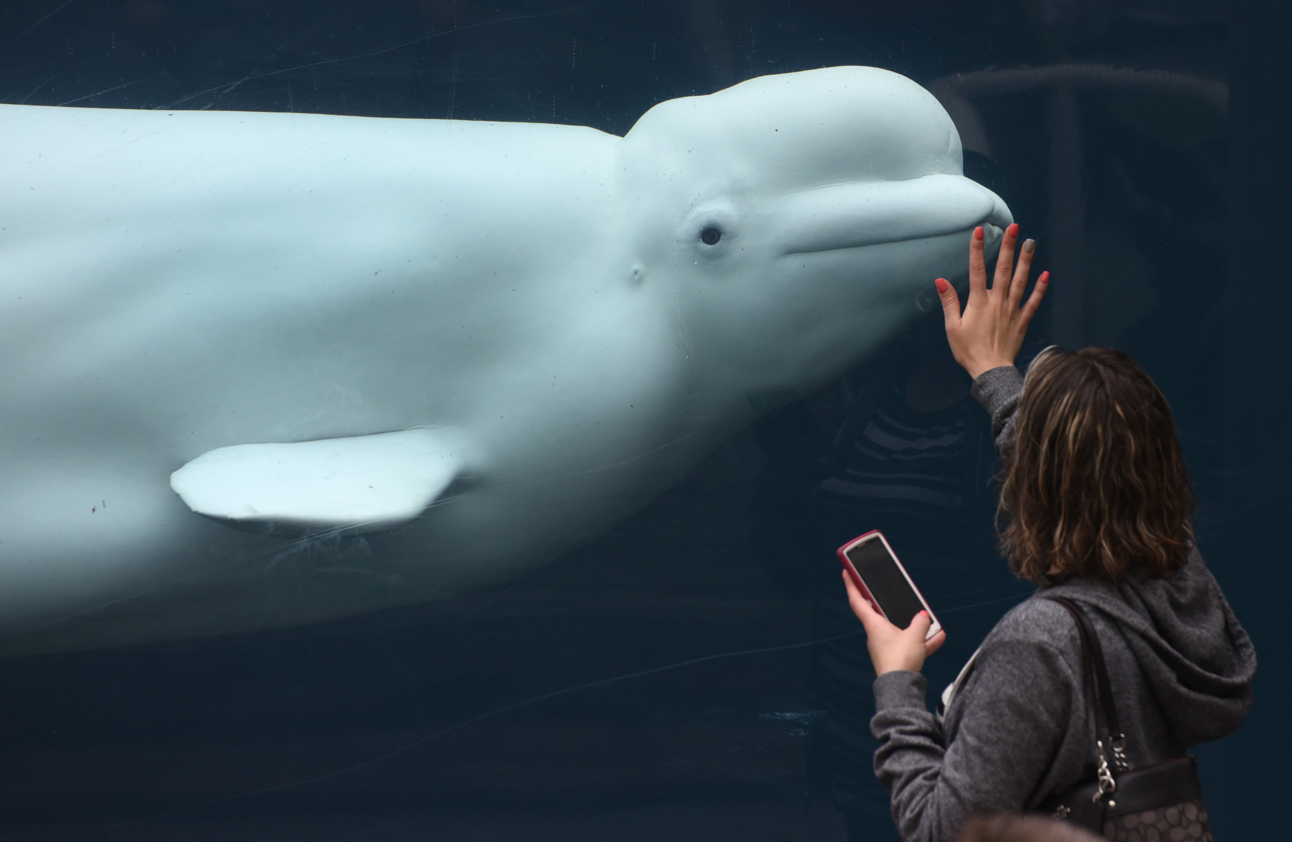 beluga.jpg