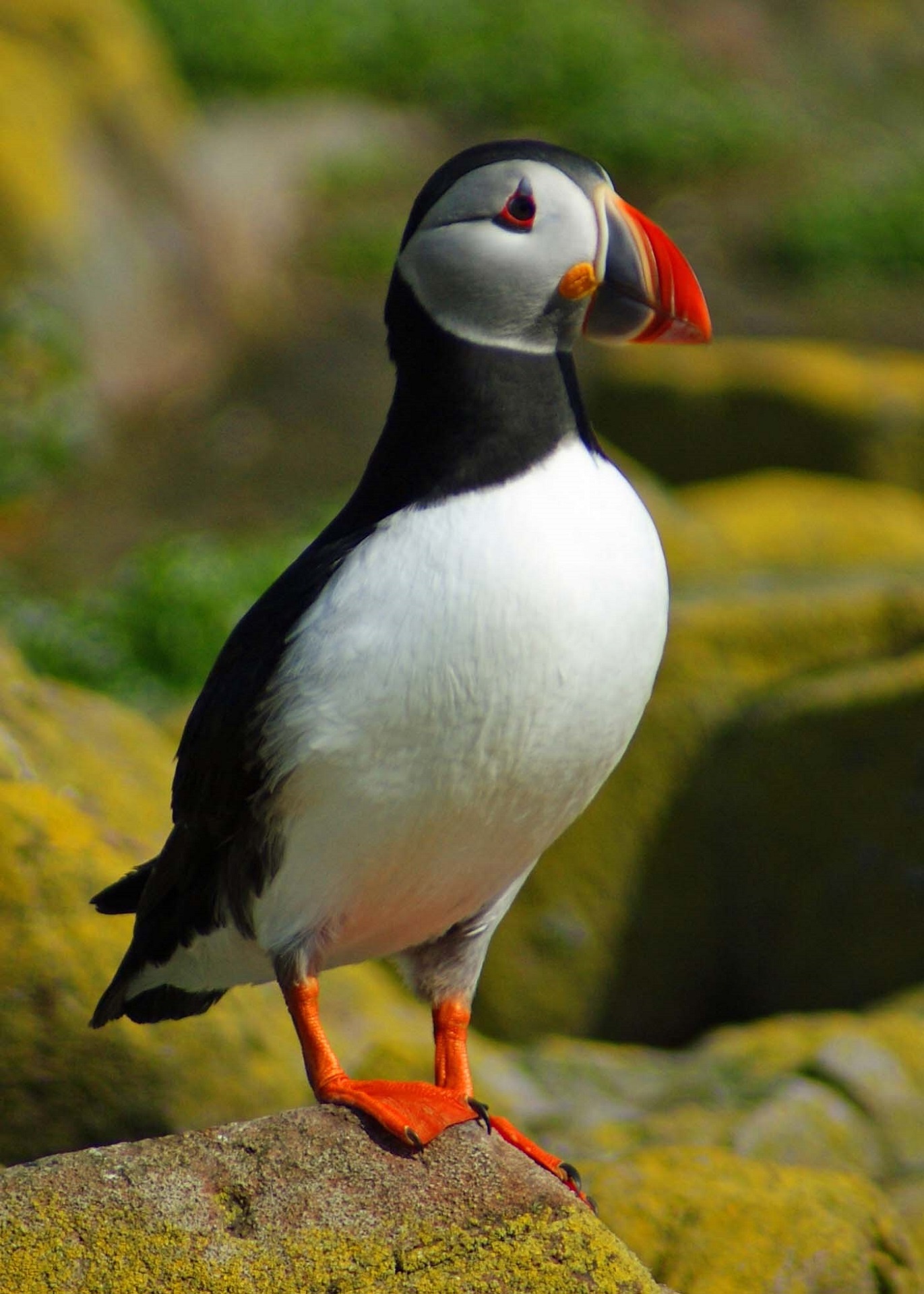 puffin-seabird-portrait.jpg