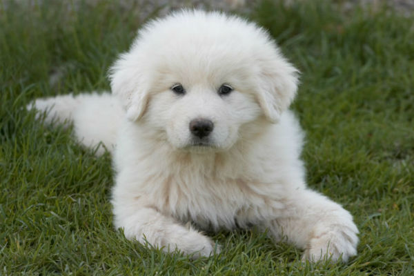 great_pyr_puppy_dog_pictures_.jpg