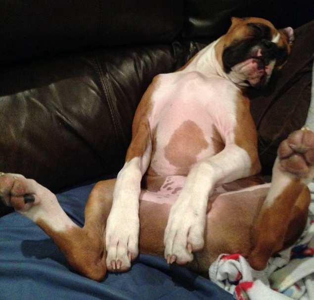 boxer-sleep.jpg