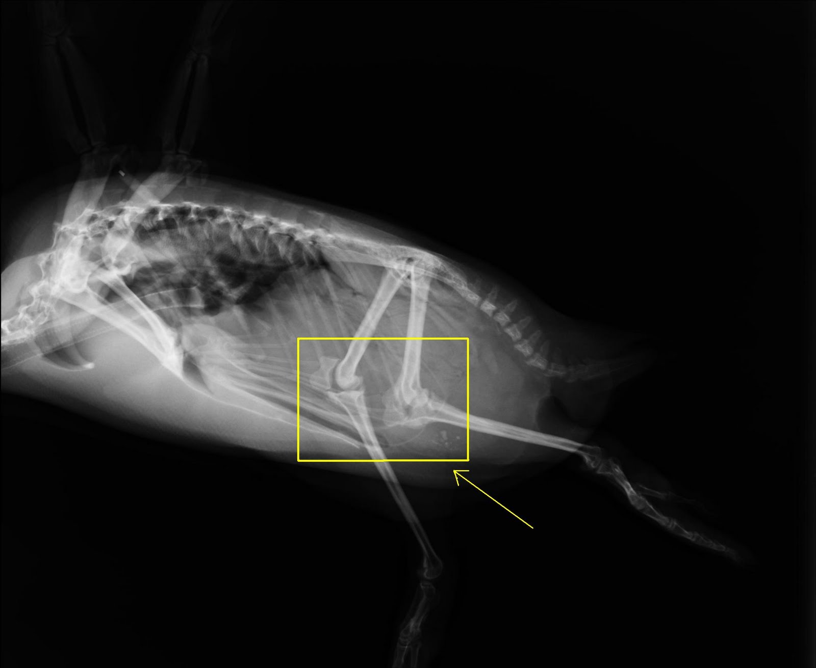 X-RAY+KNEES+SIDE+VIEW.JPG